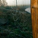 Dew soaked spider web  screen for extension Chrome web store in OffiDocs Chromium