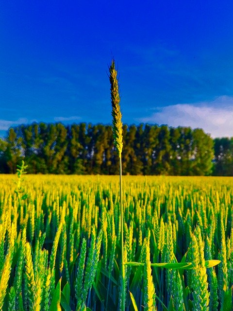 Free download different grain growth field free picture to be edited with GIMP free online image editor