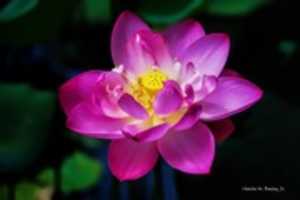 Free download Digital Cartoon of a Lotus Flower free photo or picture to be edited with GIMP online image editor