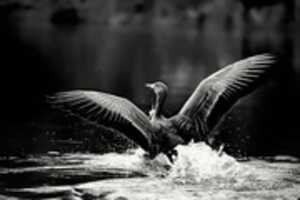 Free download Digital Chalk and Charcoal Drawing of a Goose Landing in Water free photo or picture to be edited with GIMP online image editor