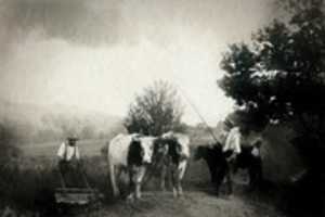 Free download Digital Chalk and Charcoal Drawing of Farmers with Cattle free photo or picture to be edited with GIMP online image editor