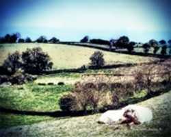 Free download Digital Charcoal Drawing and Digital Watercolor Painting of Sheep in Avebury, England  free photo or picture to be edited with GIMP online image editor