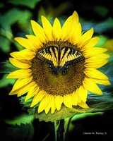 Free download Digital Colored Pencil Drawing of a Butterfly on a Sunflower free photo or picture to be edited with GIMP online image editor