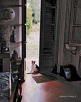 Free download Digital Moku Hanga Woodblock Print of a Cat in Doorway of Villa in Fucecchio, Italy  free photo or picture to be edited with GIMP online image editor