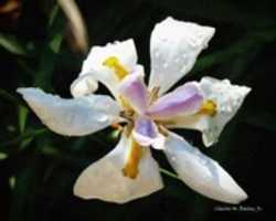 Free download Digital Oil Painting of an African Iris Covered with Dew  free photo or picture to be edited with GIMP online image editor