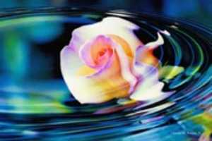 Free download Digital Oil Painting of a Rose Floating in Water free photo or picture to be edited with GIMP online image editor