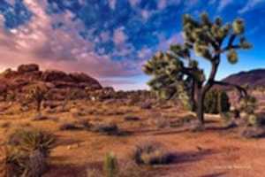 Free download Digital Oil Painting of Joshua Trees in the Mojave Desert free photo or picture to be edited with GIMP online image editor