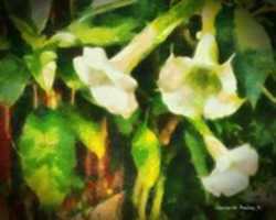 Free download Digital Oil Painting of Rutland Beauty Flowers free photo or picture to be edited with GIMP online image editor