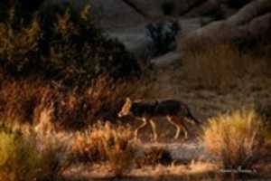 Gratis download Digitale oliepasteltekening van een coyote in de Mojave-woestijn gratis foto of afbeelding om te bewerken met GIMP online afbeeldingseditor