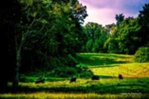 Free download Digital Oil Pastel Drawing of Cows Grazing in a Wooded Pasture free photo or picture to be edited with GIMP online image editor