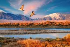 Free download Digital Oil Pastel Drawing of Sandhill Cranes in Colorado free photo or picture to be edited with GIMP online image editor