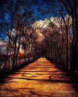 Free download Digital Pastel Drawing of a Footpath in Brazos Bend State Park  free photo or picture to be edited with GIMP online image editor