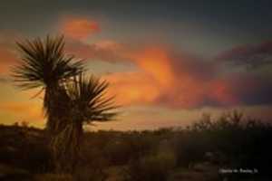 Free download Digital Pastel Drawing of a Joshua Tree free photo or picture to be edited with GIMP online image editor