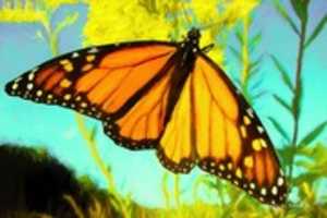 Free download Digital Pastel Drawing of a Monarch Butterfly free photo or picture to be edited with GIMP online image editor