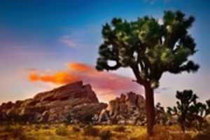 Free download Digital Pastel Drawing of Joshua Trees in the Mojave Desert free photo or picture to be edited with GIMP online image editor