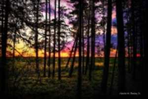 Free download Digital Pastel Drawing of Sunset in a Forest in Sweden free photo or picture to be edited with GIMP online image editor