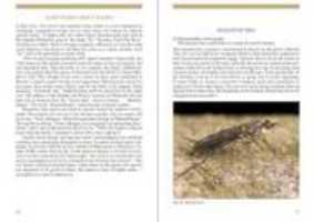 Free download Diptera: an Introduction to Flies free photo or picture to be edited with GIMP online image editor