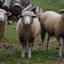 Dirty sheep  screen for extension Chrome web store in OffiDocs Chromium