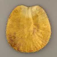 Free download Disk Made of Two Sheets of Gold, One Concave the Other  Decorated with Feathers or Palm Fronds free photo or picture to be edited with GIMP online image editor