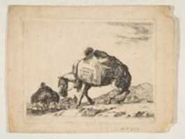 Free download Diversi Animali Frontispiece:  Pack Horse free photo or picture to be edited with GIMP online image editor