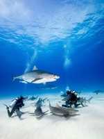 Laden Sie Divers with Sharks kostenlos als Foto oder Bild herunter und bearbeiten Sie es mit dem Online-Bildeditor GIMP