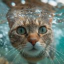 Diving Cat – An Underwater World Through Feline Eyes  screen for extension Chrome web store in OffiDocs Chromium