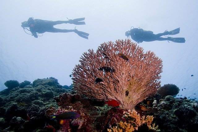 Free download diving ocean sea korman13 free picture to be edited with GIMP free online image editor