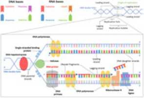 Free download DNA replication free photo or picture to be edited with GIMP online image editor