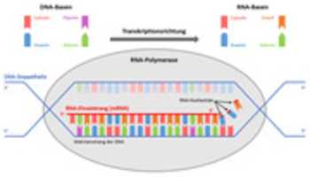 دانلود رایگان DNA Transkription عکس یا عکس برای ویرایش با ویرایشگر تصویر آنلاین GIMP