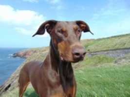 Free download doberman free photo or picture to be edited with GIMP online image editor