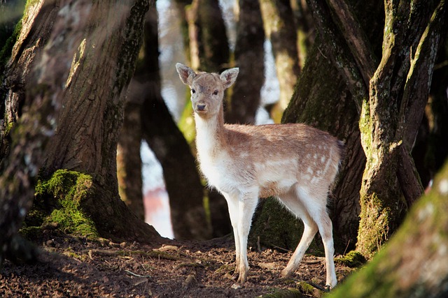 Kostenloser Download Doe dder Tierwelt Natur Tier kostenloses Bild, das mit dem kostenlosen Online-Bildeditor GIMP bearbeitet werden kann