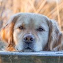 DOG 3 Theme  screen for extension Chrome web store in OffiDocs Chromium