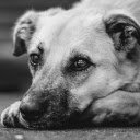 DOG 5 Theme  screen for extension Chrome web store in OffiDocs Chromium