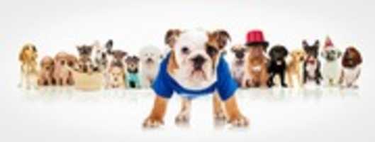 Free download Dog Accessories - The Luxury Shop for stylish dogs free photo or picture to be edited with GIMP online image editor