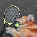 Dog and ball  screen for extension Chrome web store in OffiDocs Chromium
