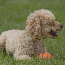 Dog and Ball  screen for extension Chrome web store in OffiDocs Chromium