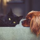 Dog and cat  screen for extension Chrome web store in OffiDocs Chromium