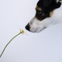 Dog and flower  screen for extension Chrome web store in OffiDocs Chromium