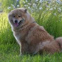 Dog and flowers  screen for extension Chrome web store in OffiDocs Chromium