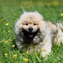 Dog and Grass Garden  screen for extension Chrome web store in OffiDocs Chromium