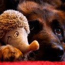 Dog and hedgehog  screen for extension Chrome web store in OffiDocs Chromium