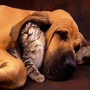 Dog and Kitten ສໍາລັບຫນ້າຈໍຄວາມລະອຽດ 1366 X 768 ສໍາລັບສ່ວນຂະຫຍາຍ Chrome web store ໃນ OffiDocs Chromium