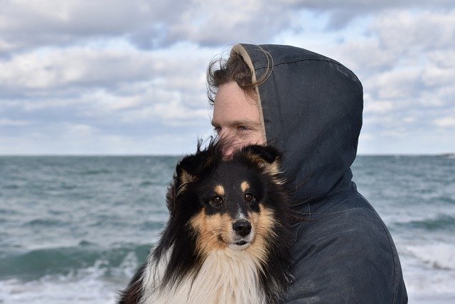 Gratis download hond en meester hond shetland herdershond gratis foto om te bewerken met GIMP gratis online afbeeldingseditor