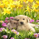 Dog and rabbit wallpaper  screen for extension Chrome web store in OffiDocs Chromium