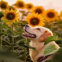 Dog and sunflower wallpaper  screen for extension Chrome web store in OffiDocs Chromium