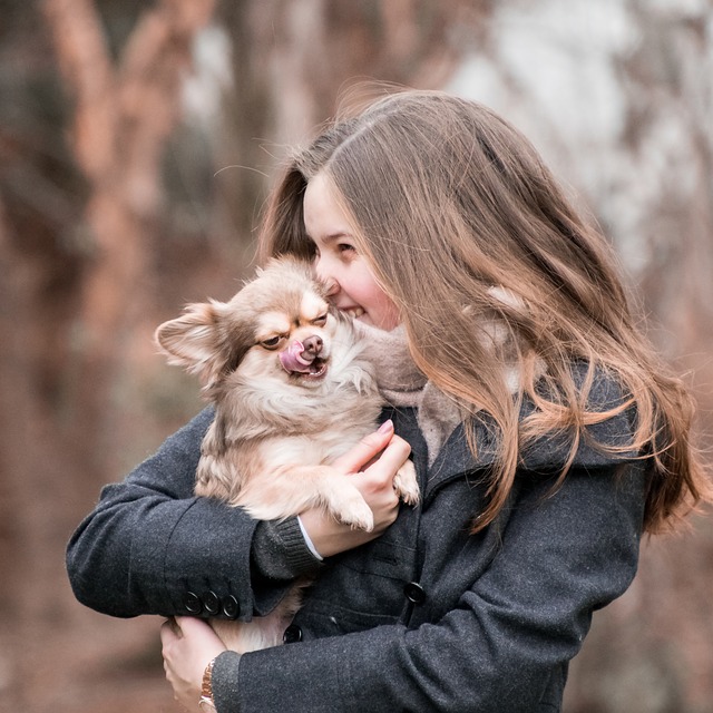 Безкоштовно завантажте безкоштовний шаблон фотографій собака, тварина чихуахуа, який можна редагувати за допомогою онлайн-редактора зображень GIMP