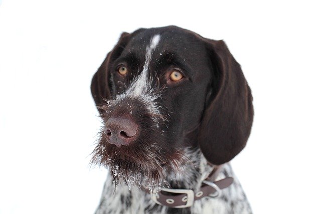 Muat turun percuma gambar percuma haiwan peliharaan haiwan anjing untuk diedit dengan editor imej dalam talian percuma GIMP