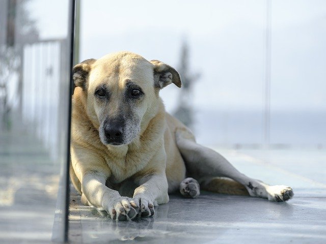 دانلود رایگان عکس پرتره سر پستاندار سگ حیوانی برای ویرایش با ویرایشگر تصویر آنلاین رایگان GIMP