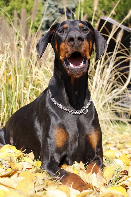 Free download dog animal pet portrait pious free picture to be edited with GIMP free online image editor