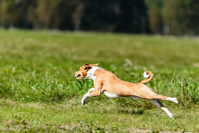 הורדה חינם של כלב basenji רץ בחוץ בשדה תמונה בחינם לעריכה עם עורך תמונות מקוון בחינם של GIMP
